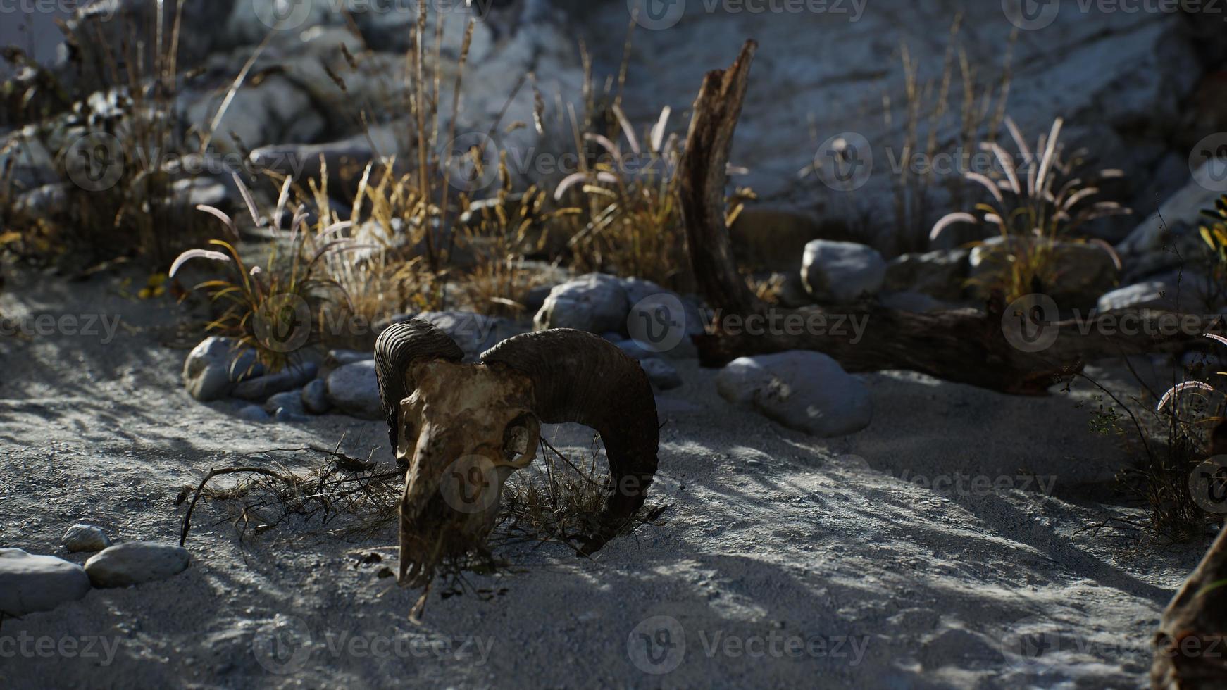 8k Skull of a dead ram in the desert photo