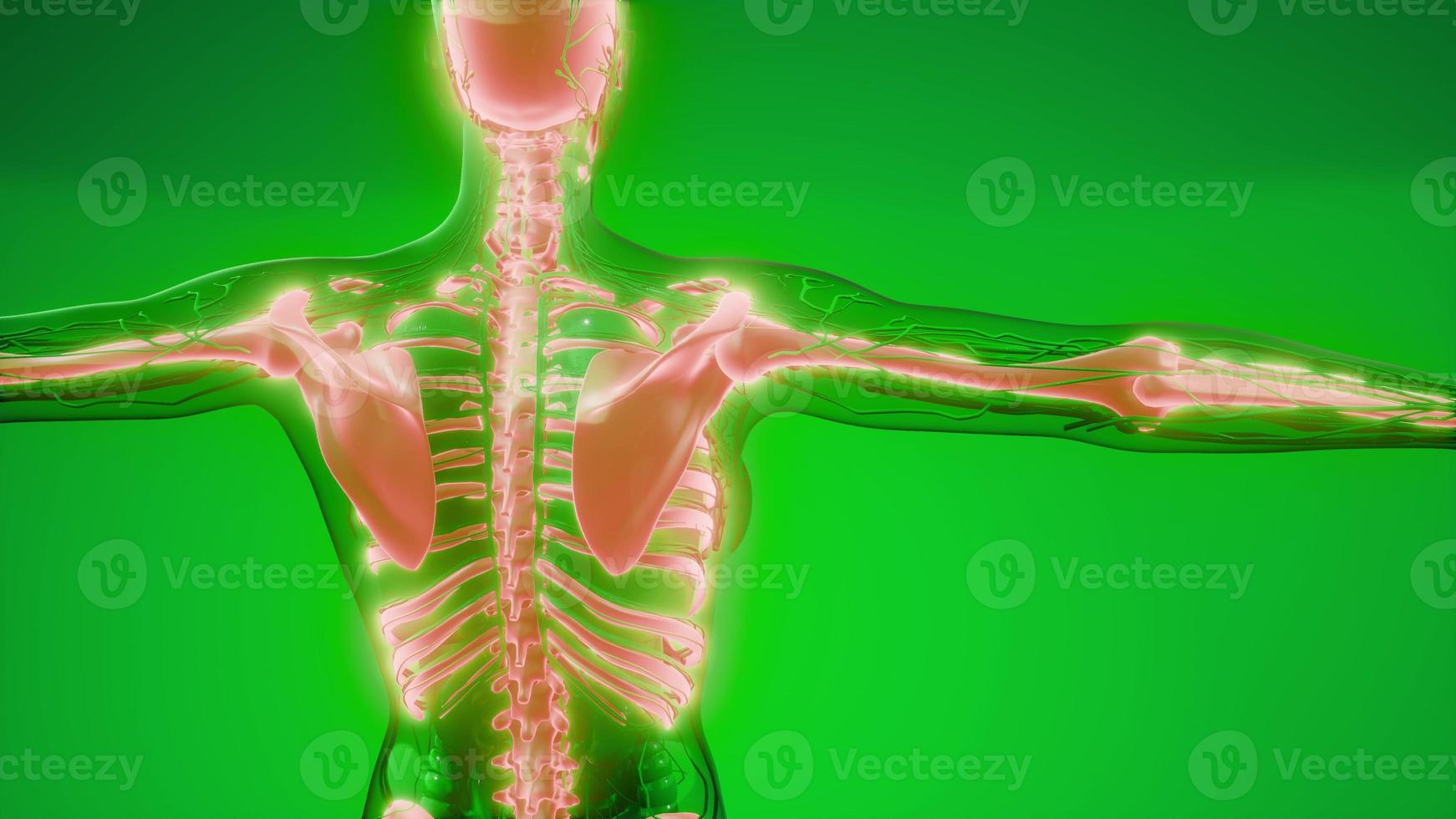 Transparent Human Body with Visible Bones photo