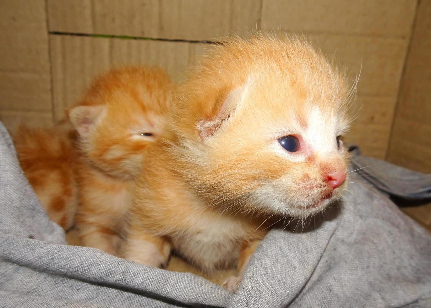 Closeup of ginger kitten photo