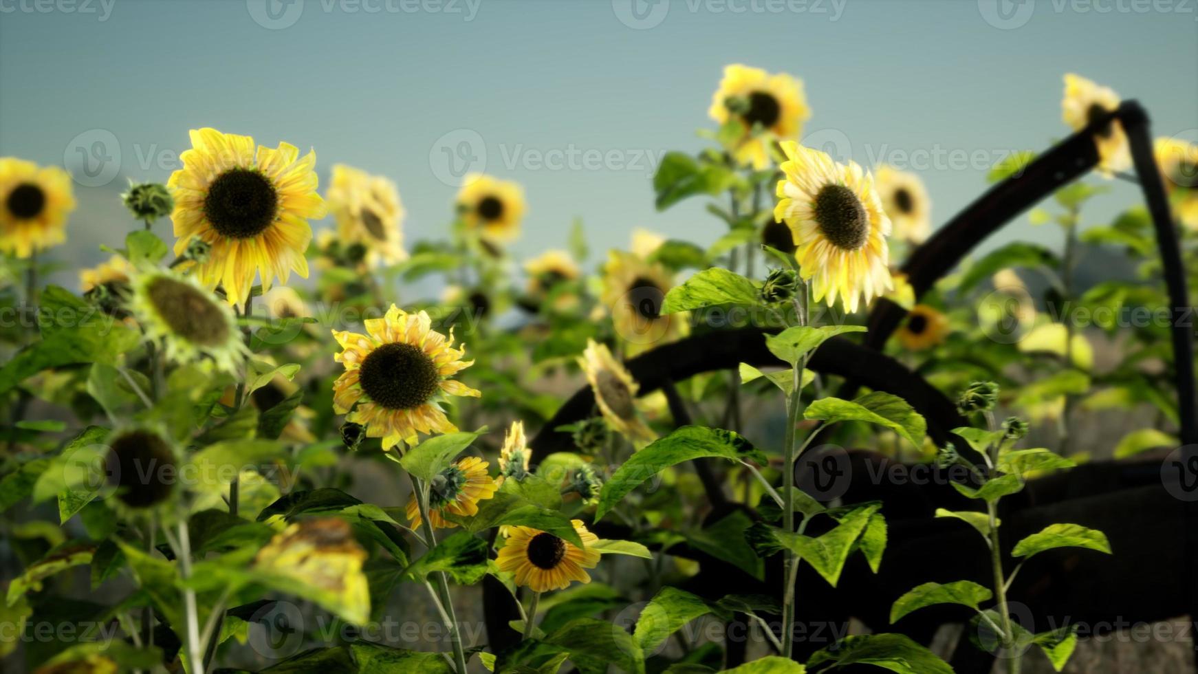 old vintage style scythe and sunflower field photo