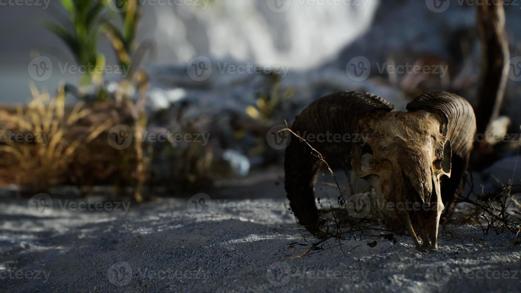 Skull of a dead ram in the desert photo
