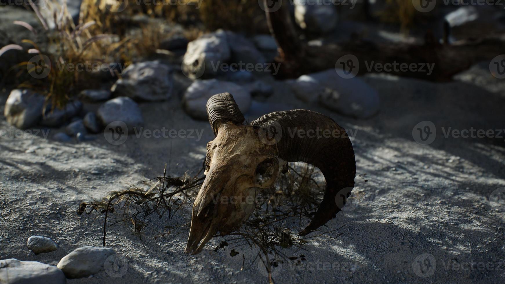 Skull of a dead ram in the desert photo
