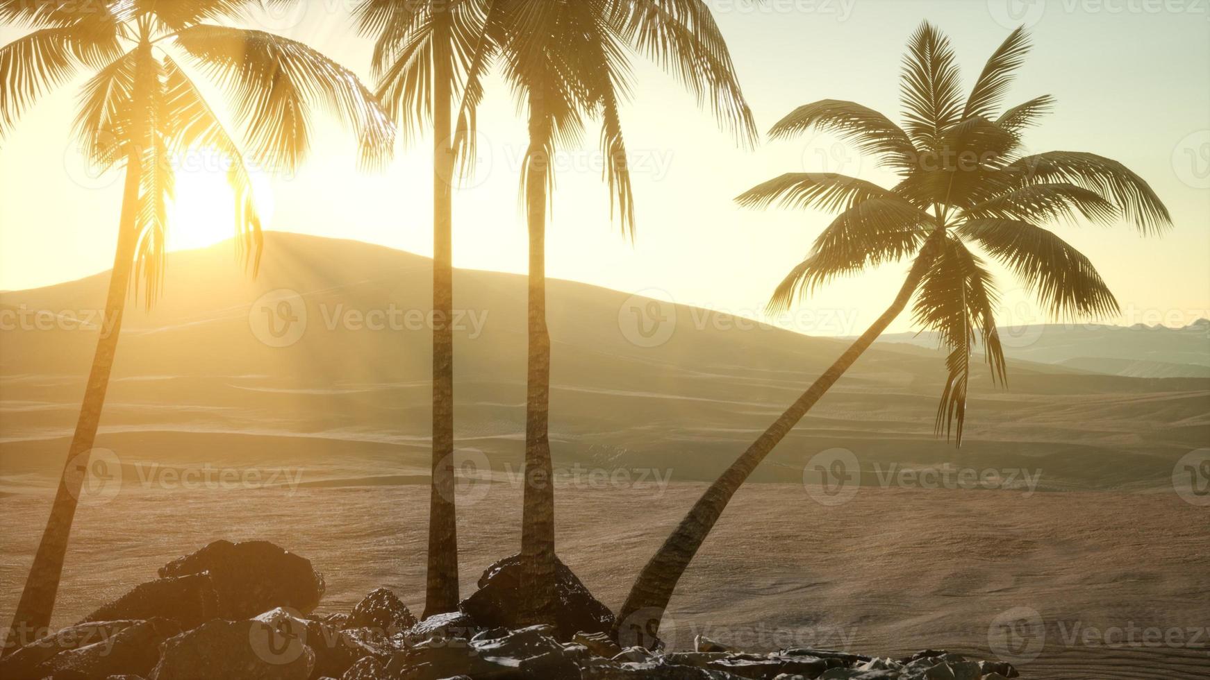 palms in desert at sunset photo