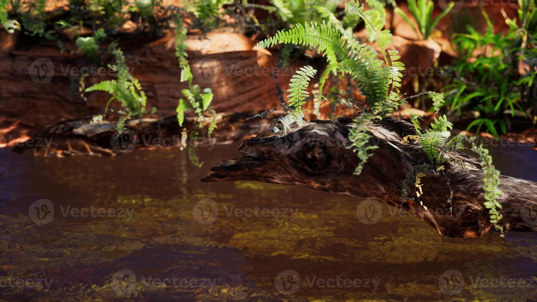 tropical golden pond with rocks and green plants photo