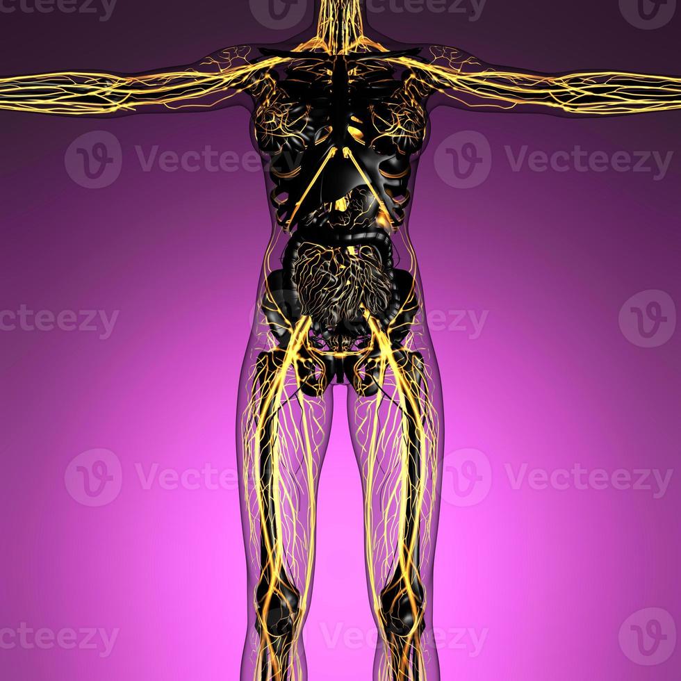 science anatomy of human body in x-ray with glow blood vessels photo