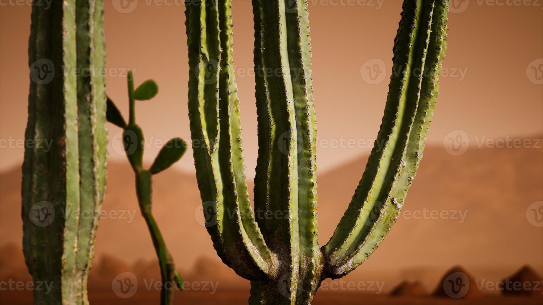 Arizona desert sunset with giant saguaro cactus photo