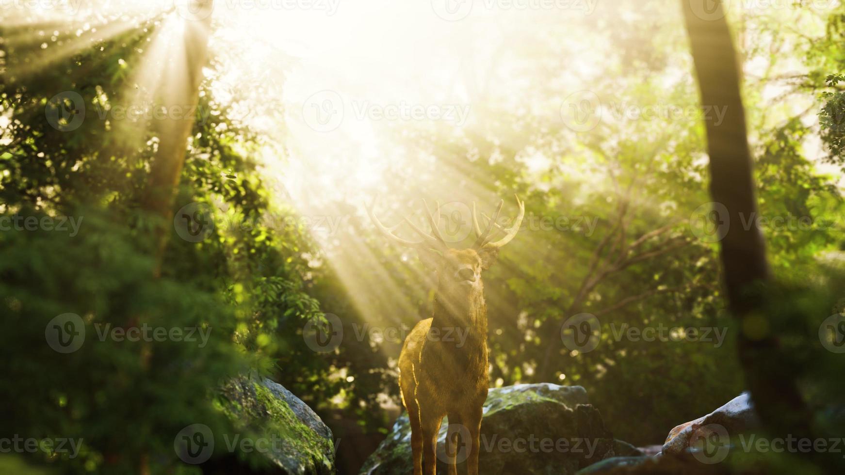 Red deer stag in forest photo