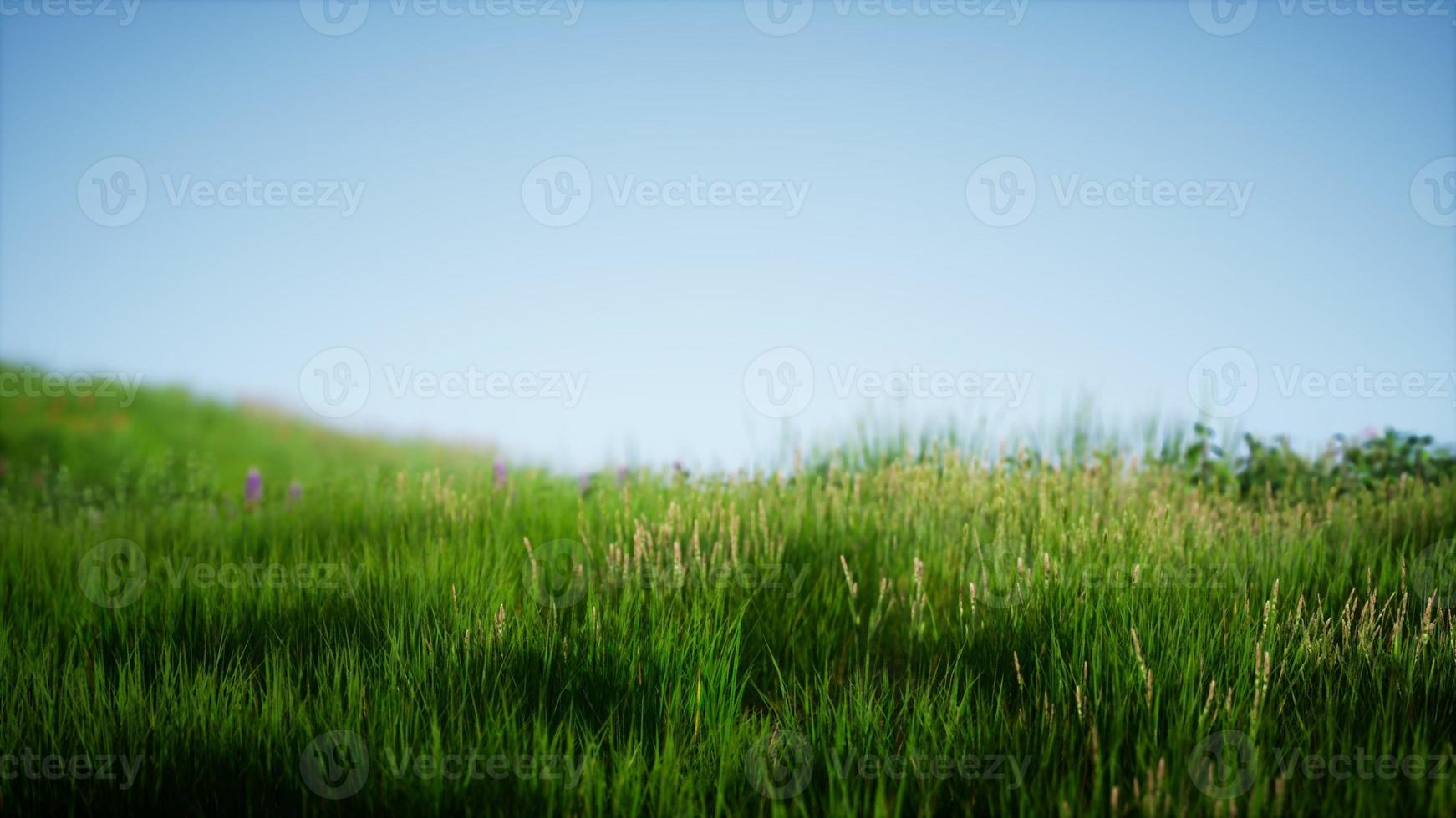 campo de hierba verde fresca bajo un cielo azul foto