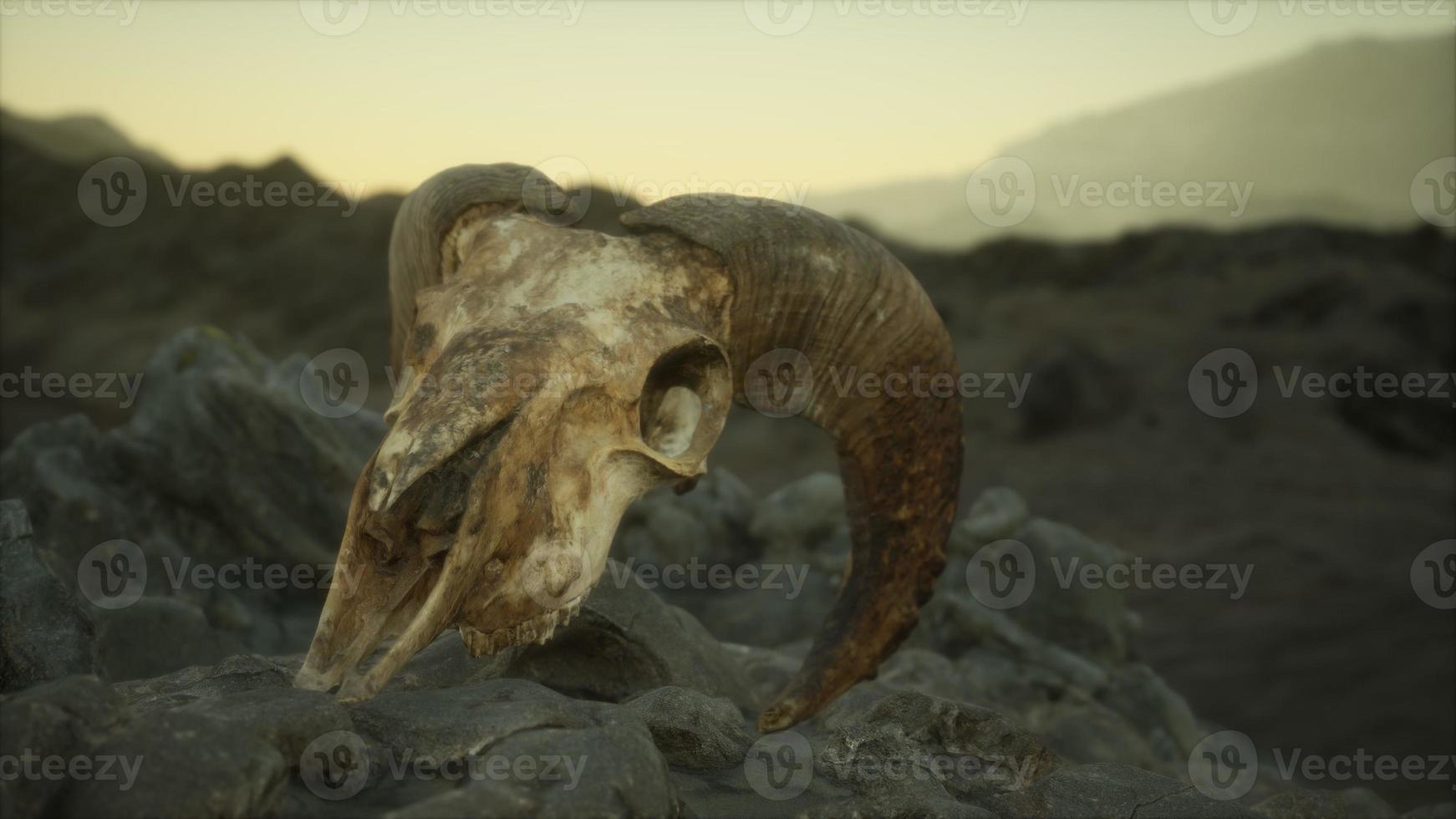 European mouflon ram skull in natural conditions in rocky mountains photo