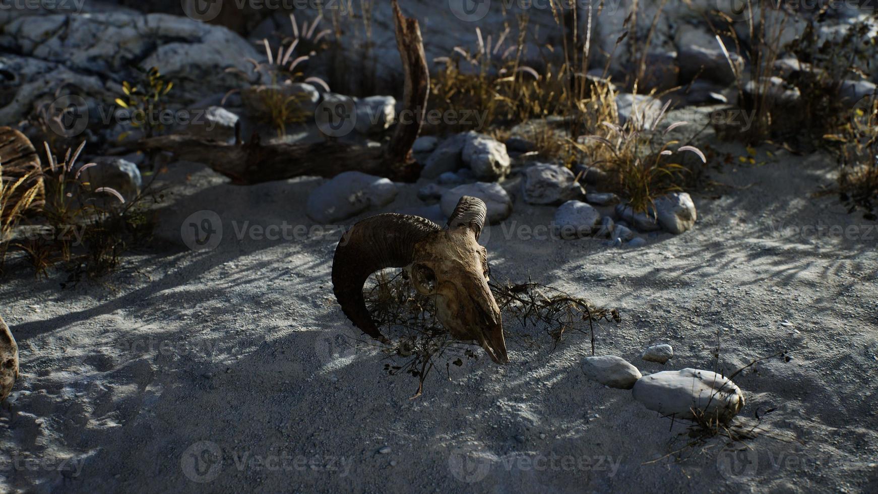 Skull of a dead ram in the desert photo
