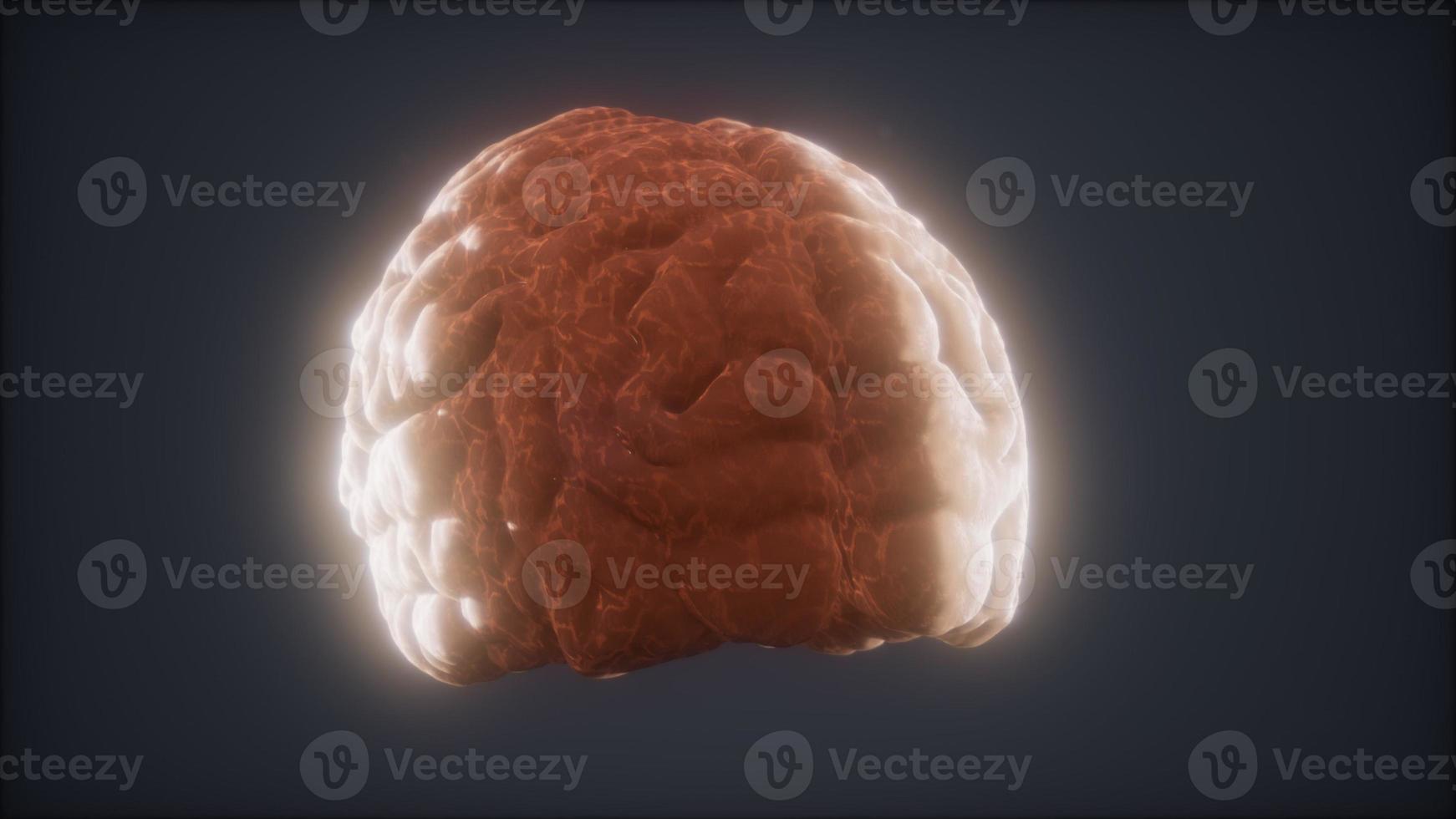 Loop Rotating Human Brain Animation 5765292 Stock Photo at Vecteezy