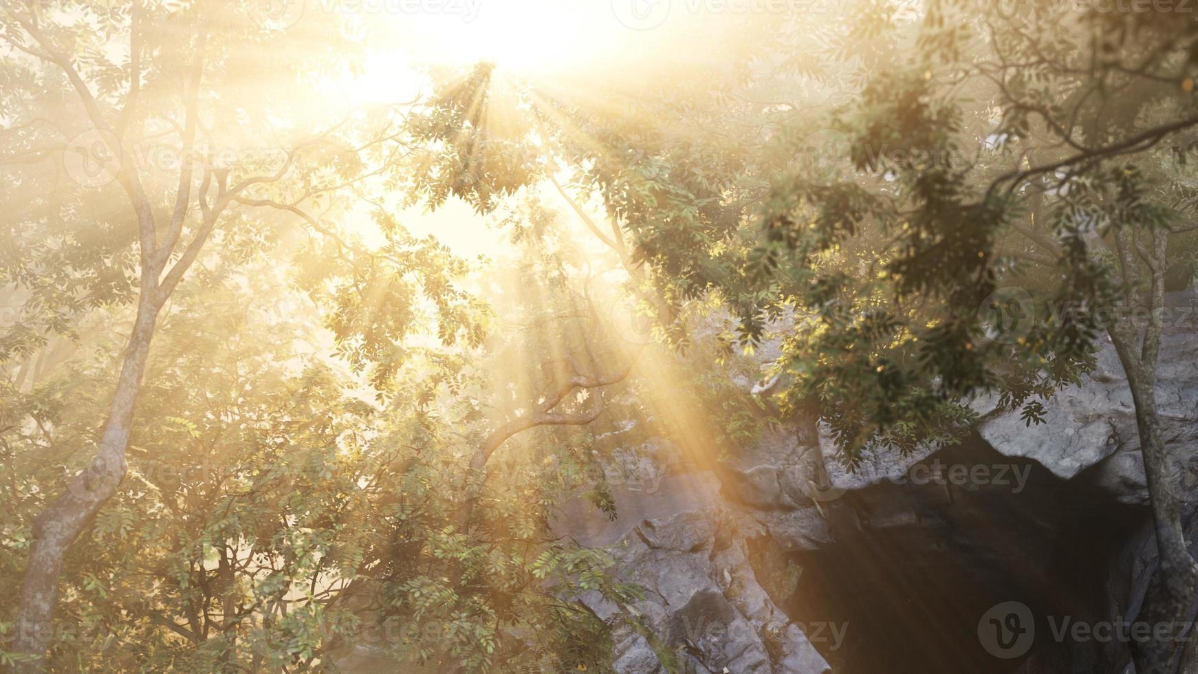 Sunbeams pour through trees in misty forest photo