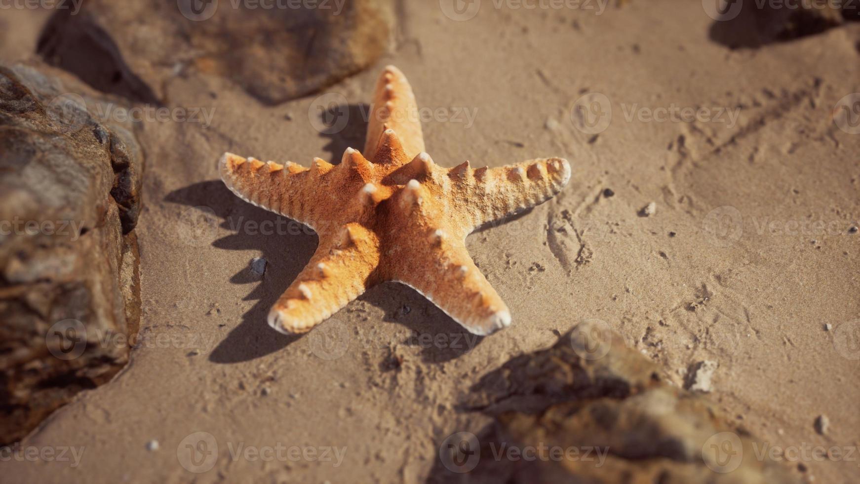 Starfish on sandy beach at sunset photo