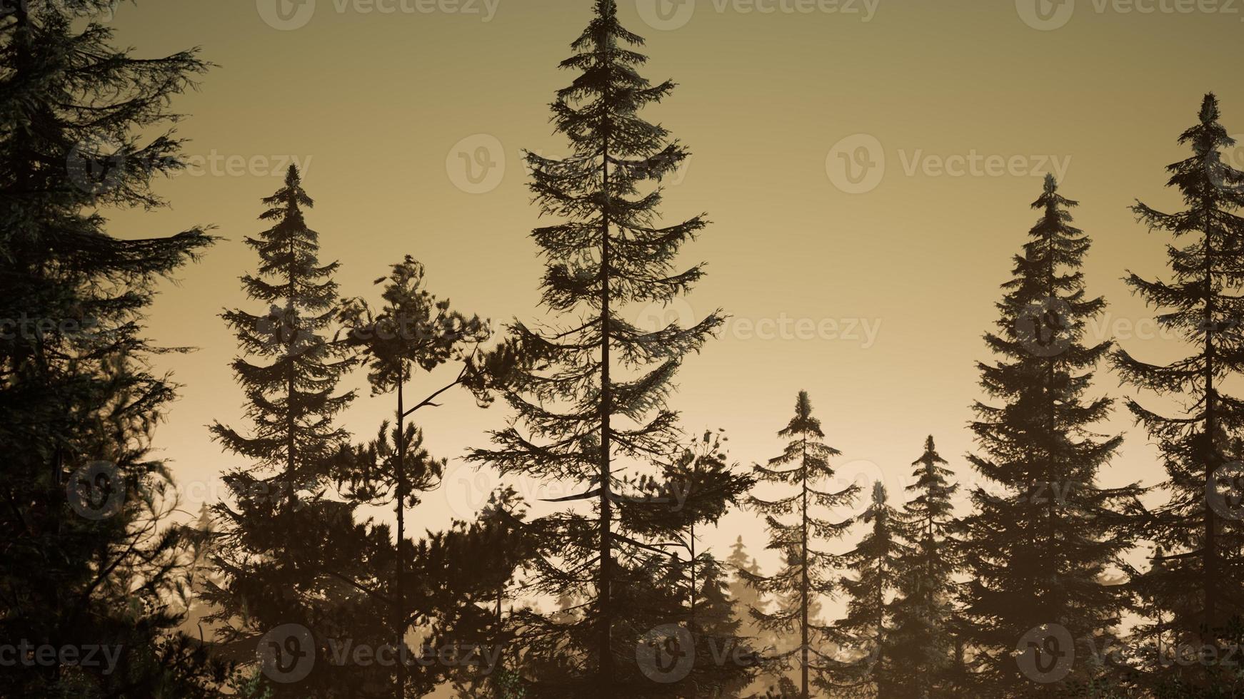 misty nordic forest in early morning with fog photo