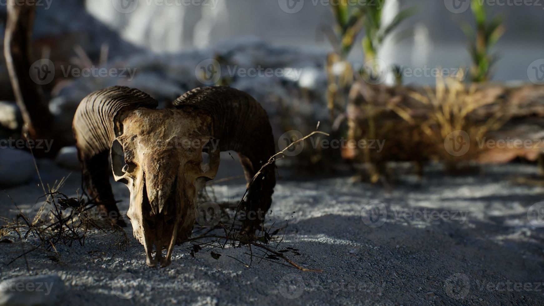 cráneo de un carnero muerto en el desierto foto