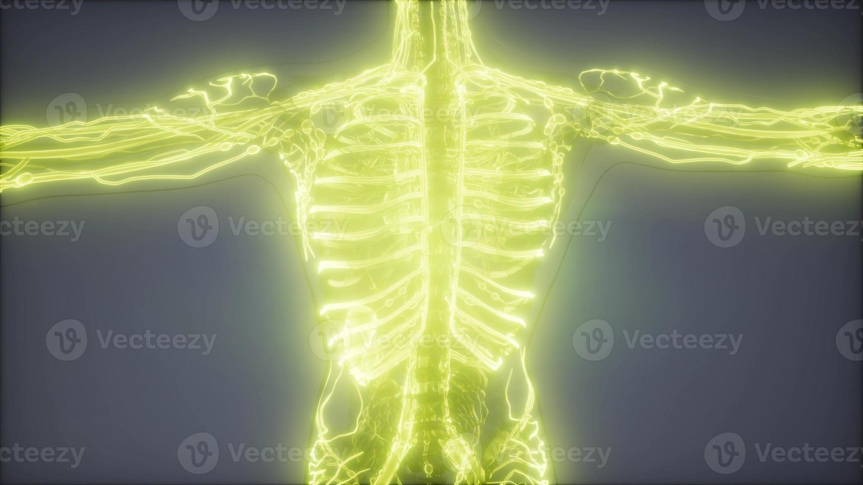Blood Vessels of Human Body photo