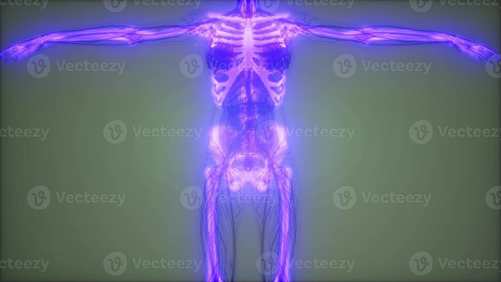 Transparent Human Body with Visible Bones photo