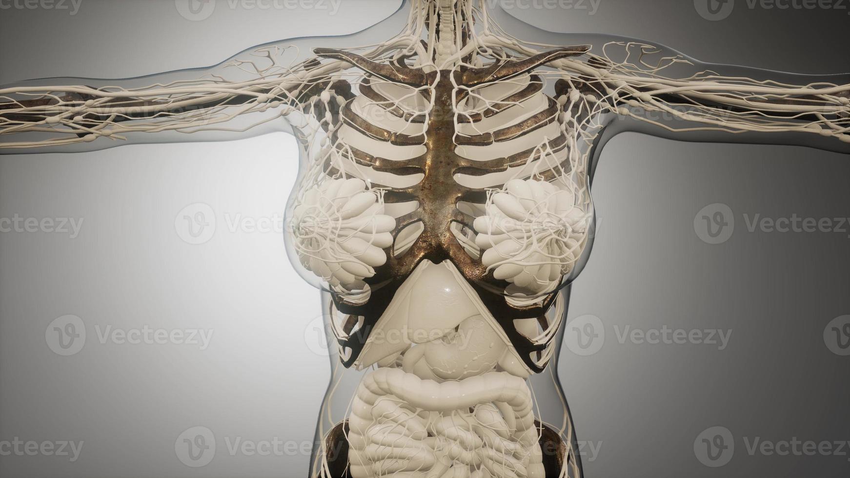 Transparent Human Body with Visible Bones photo