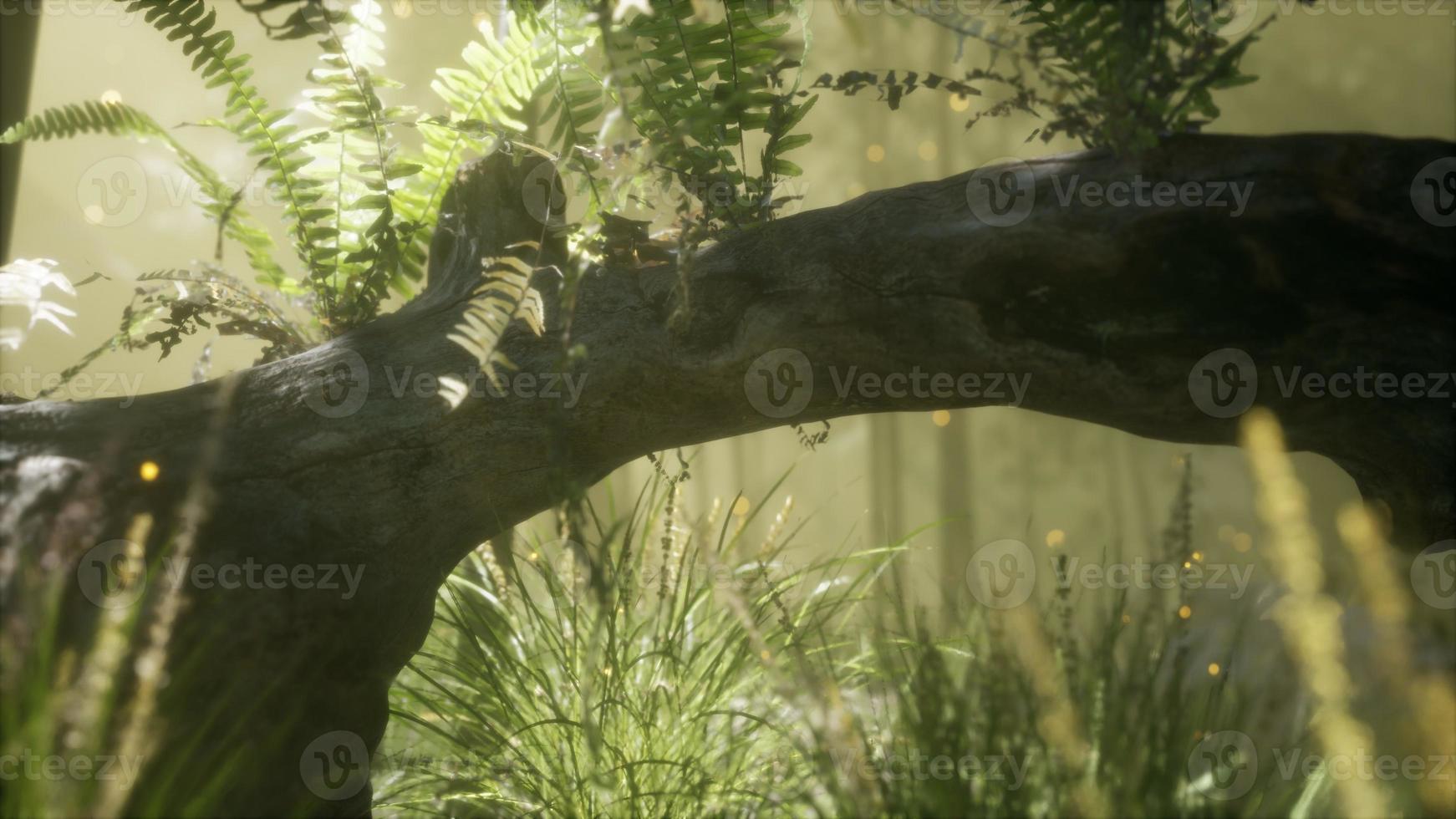 horizontally bending tree trunk with ferns growing, and sunlight shining photo