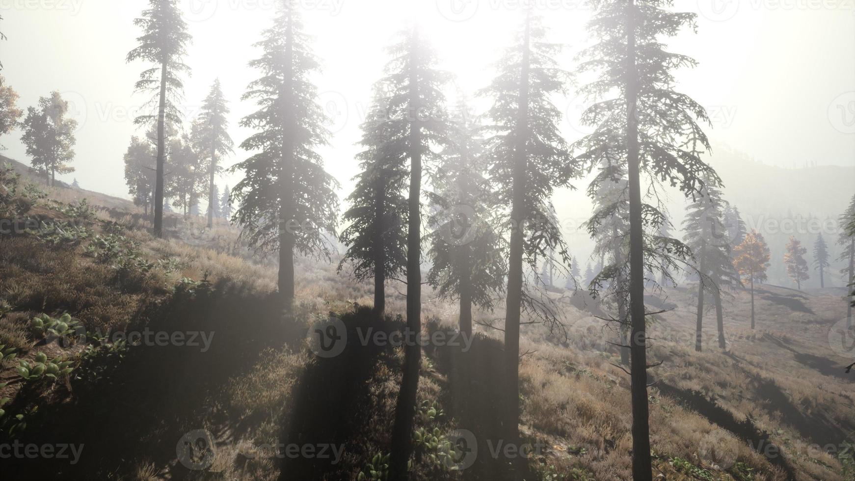 Calm moody forest in misty fog in the morning photo