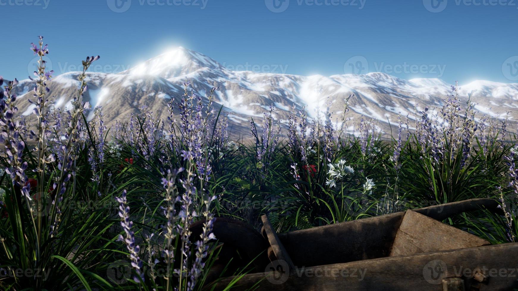 Lavender field with blue sky and mountain cover with snow photo