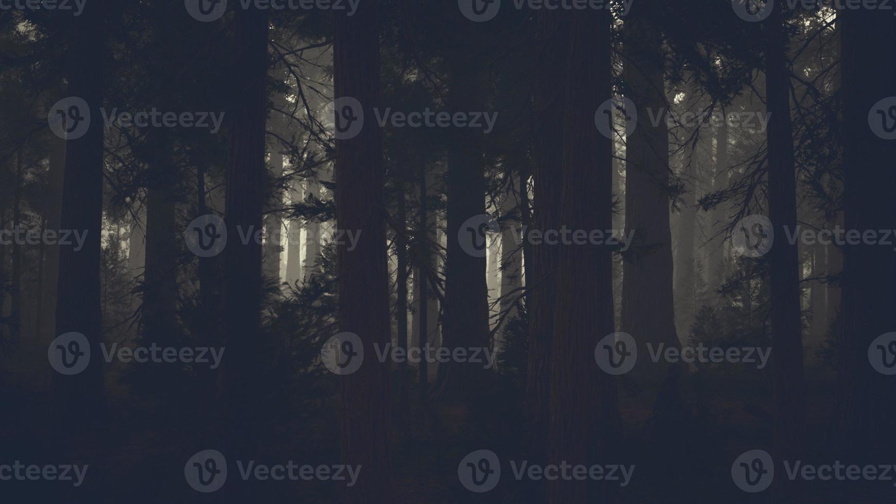 black tree trunk in a dark pine tree forest photo
