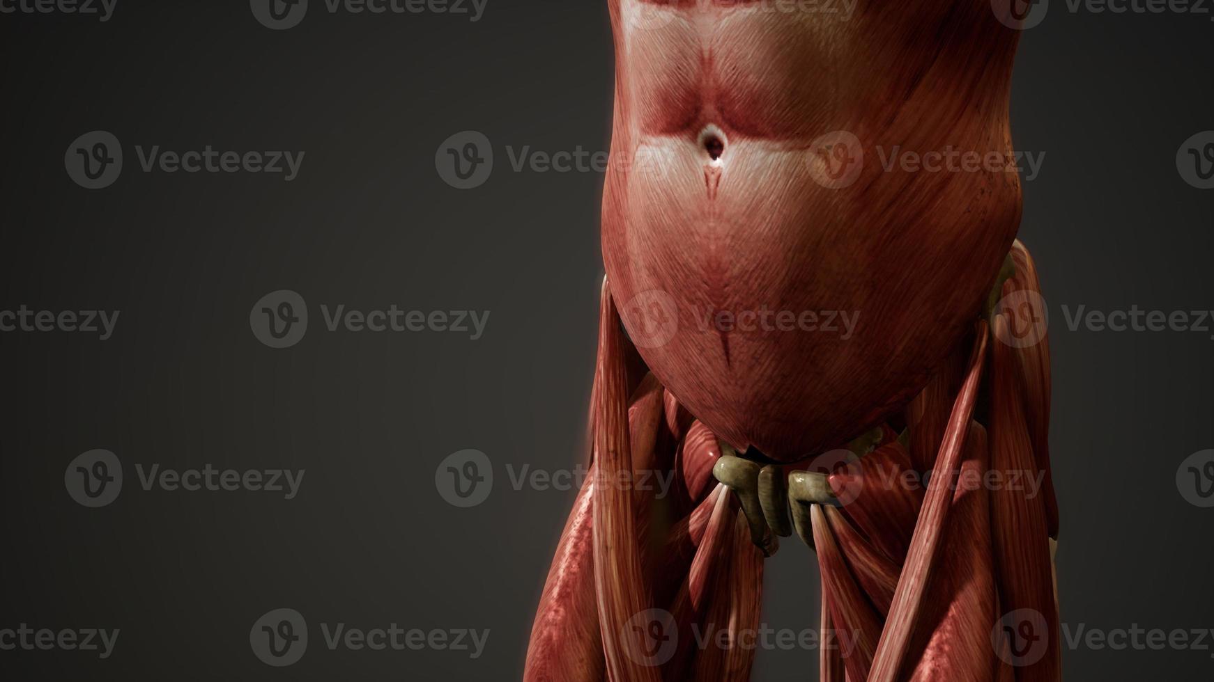 5,300+ Bicep Anatomy Stock Photos, Pictures & Royalty-Free Images