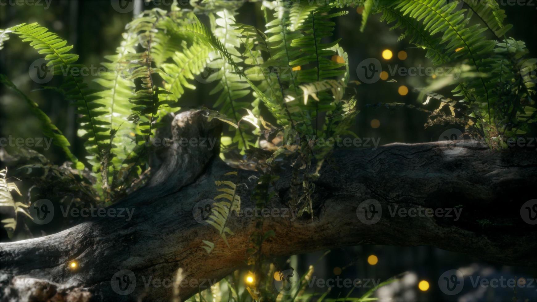 horizontally bending tree trunk with ferns growing, and sunlight shining photo