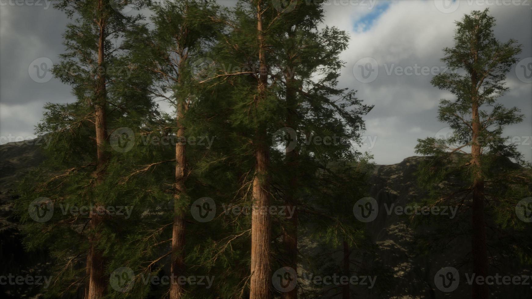 Fog and pine trees on rugged mountainside and coming storm photo