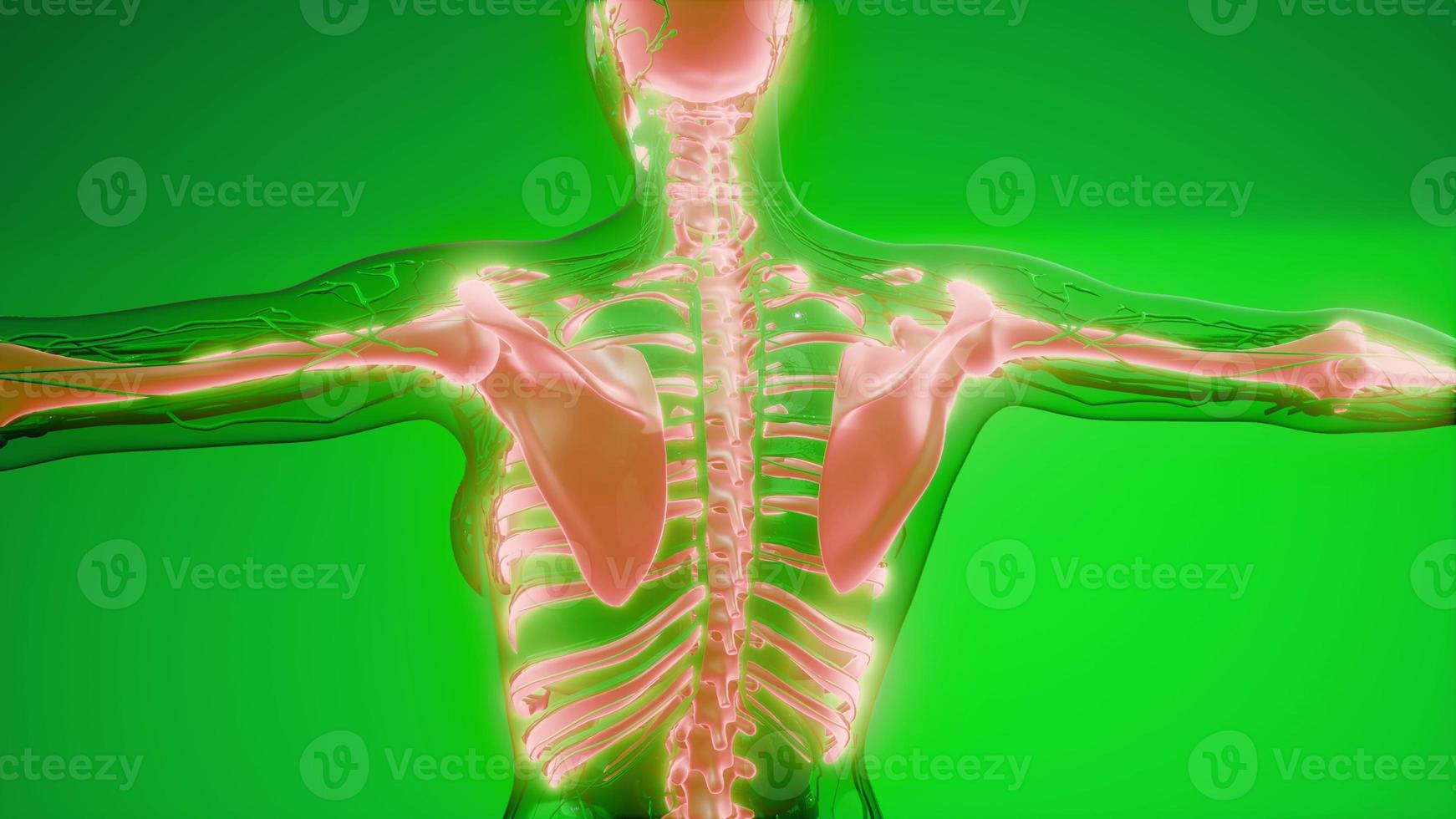 Transparent Human Body with Visible Bones photo