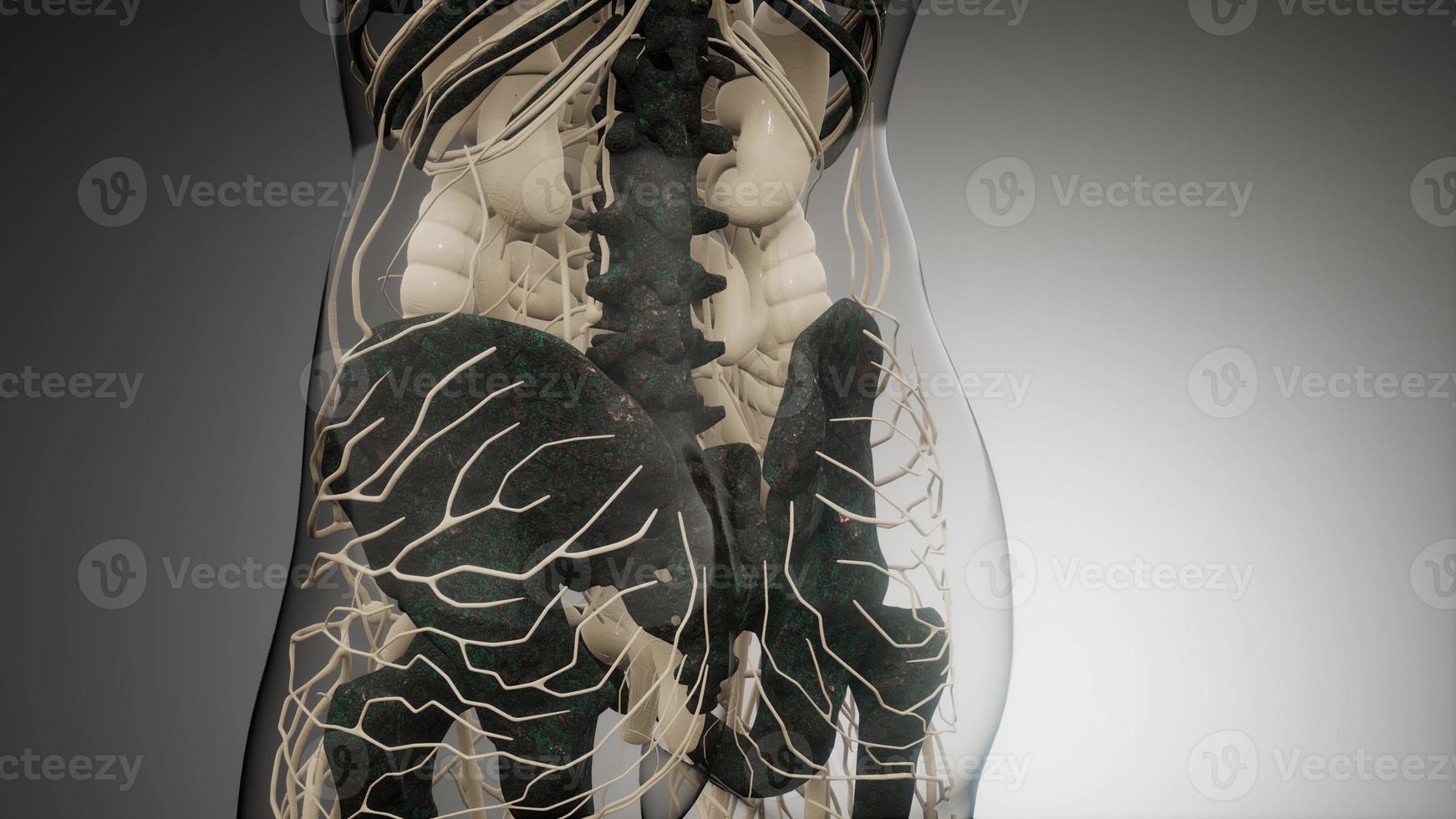 Transparent Human Body with Visible Bones photo