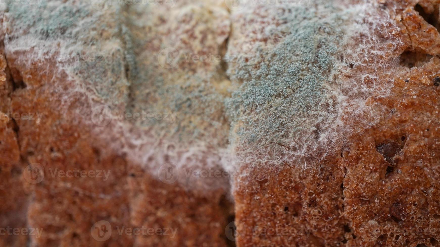 Macro shot of an old bread with mold in gree and white colors photo