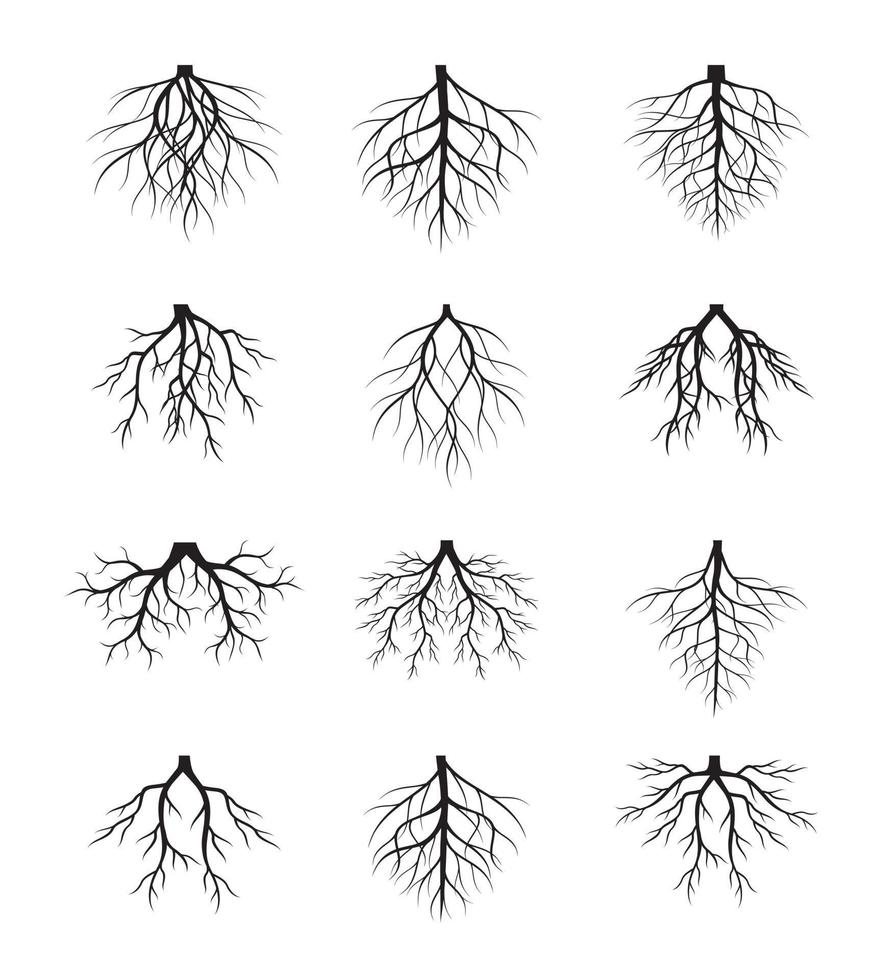 Collection Black Roots. Vector outline Illustration. Plant in Garden.