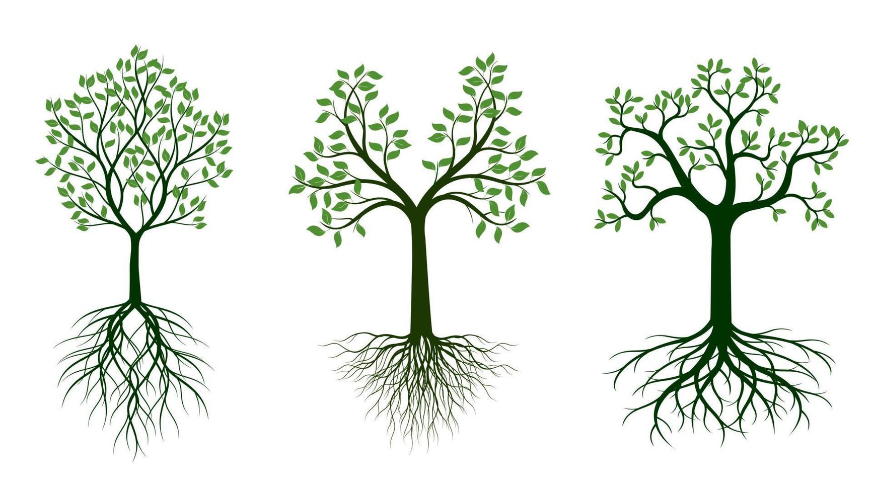 Shape of Tree with green Leaves and Roots. Vector outline Illustration. Plant in Garden.