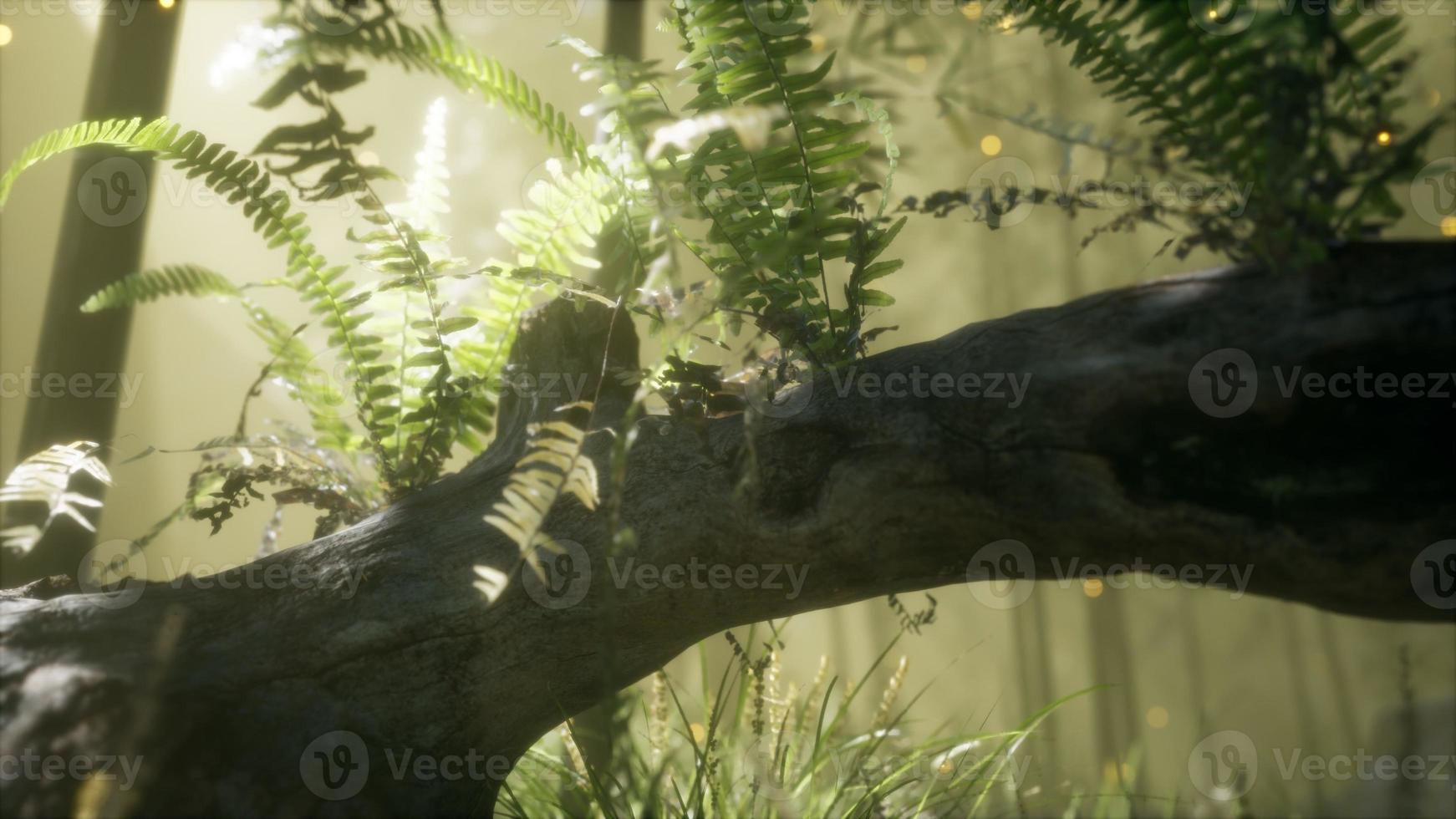 horizontally bending tree trunk with ferns growing, and sunlight shining photo