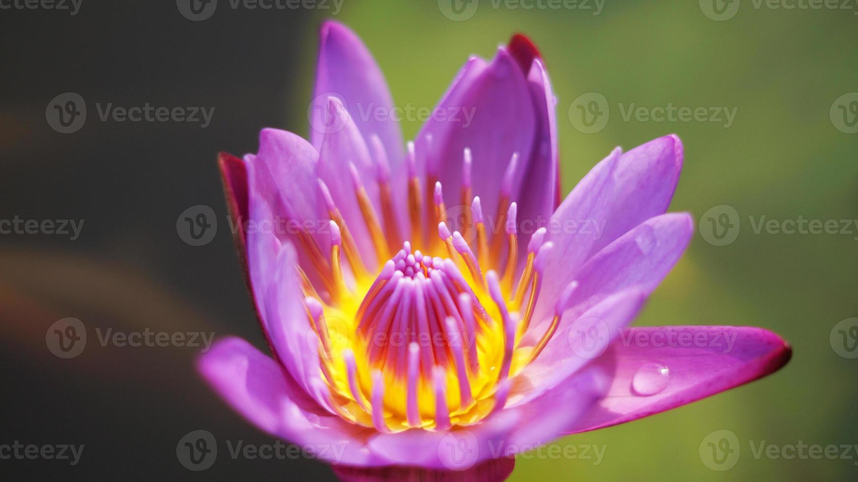 flor violeta del lirio de agua en la charca foto de archivo