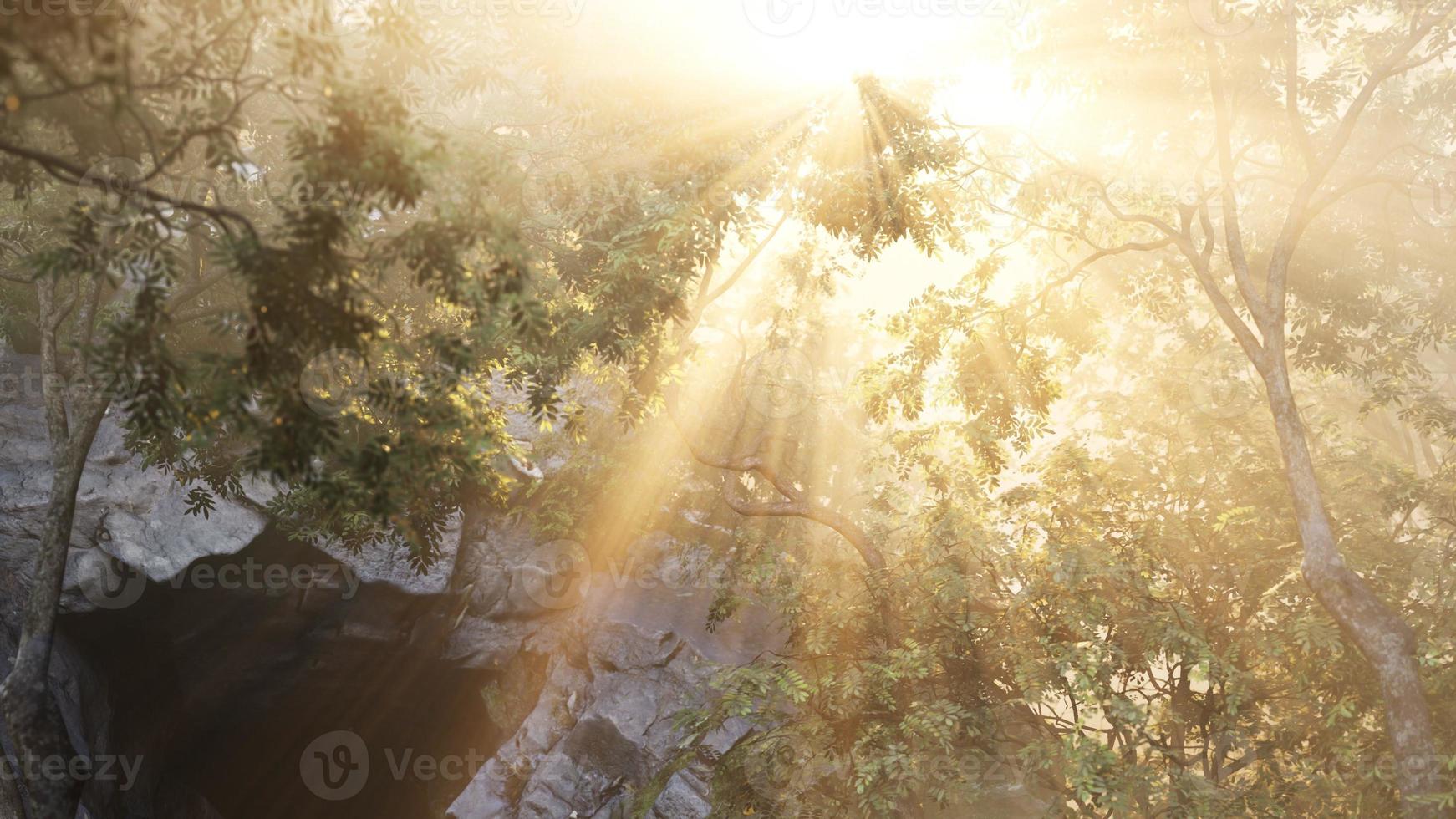 Sunbeams pour through trees in misty forest photo