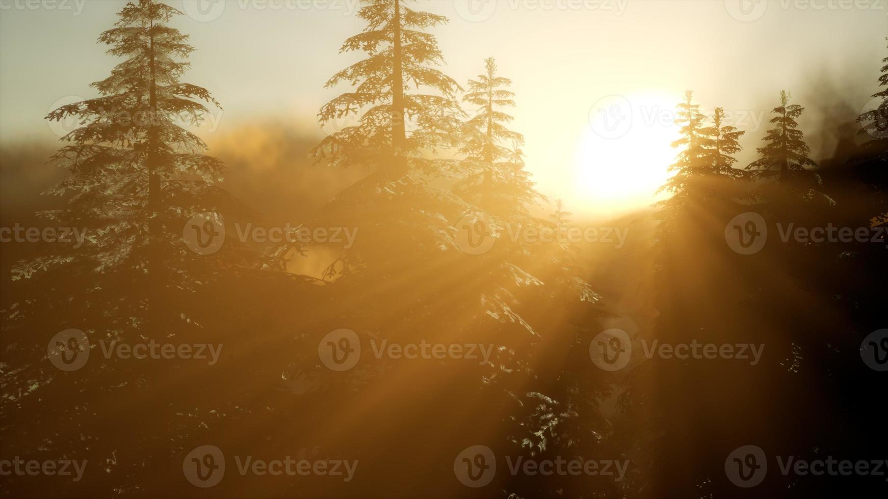 bosque de pinos al amanecer con cálidos rayos de sol foto