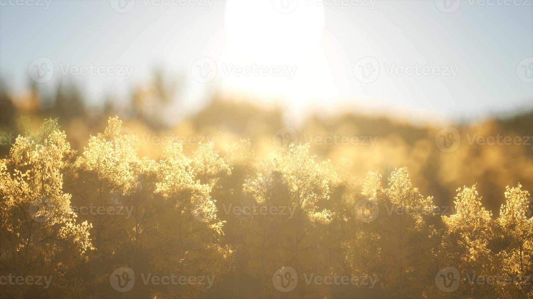 Pine forest on sunrise with warm sunbeams photo