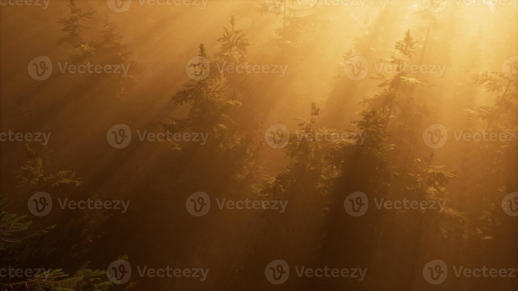 aerial sunrays in forest with fog photo