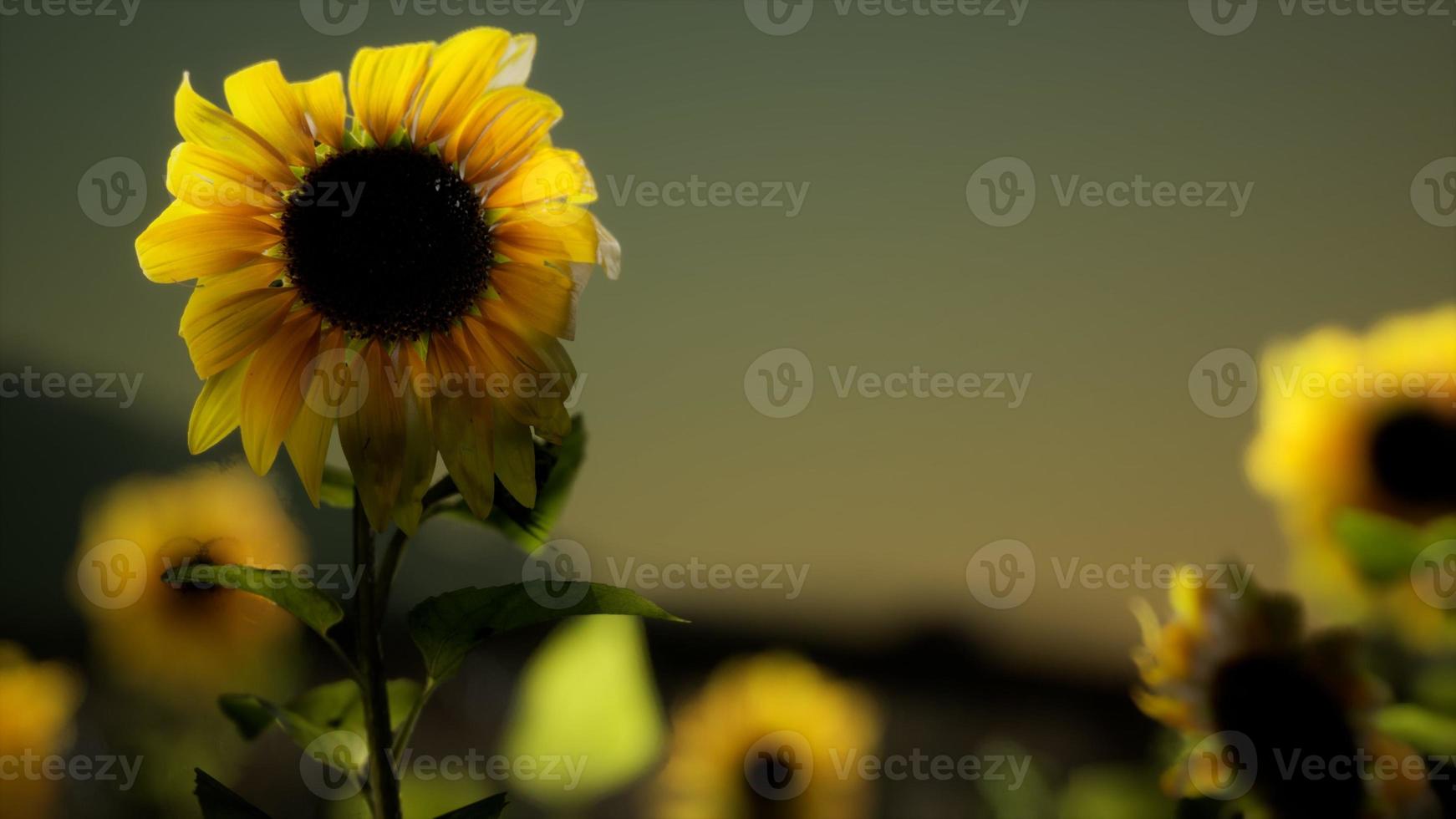 Sunflower field on a warm summer evening photo