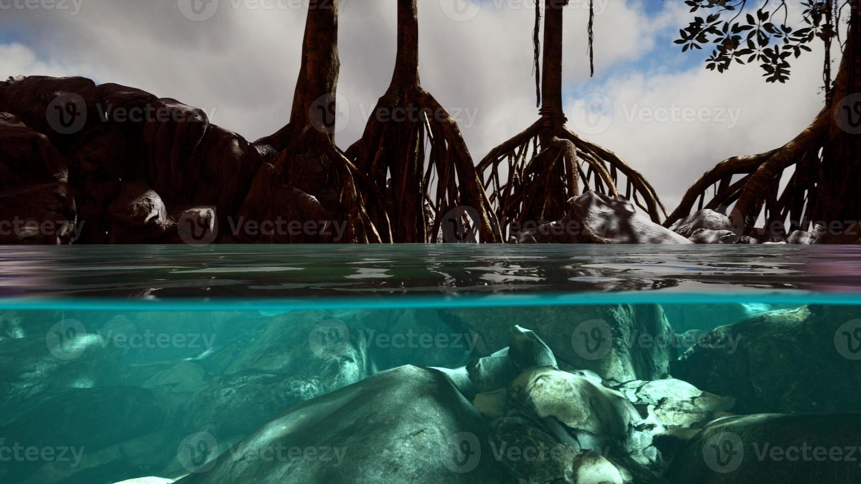 Above and below the sea surface near mangrove trees photo