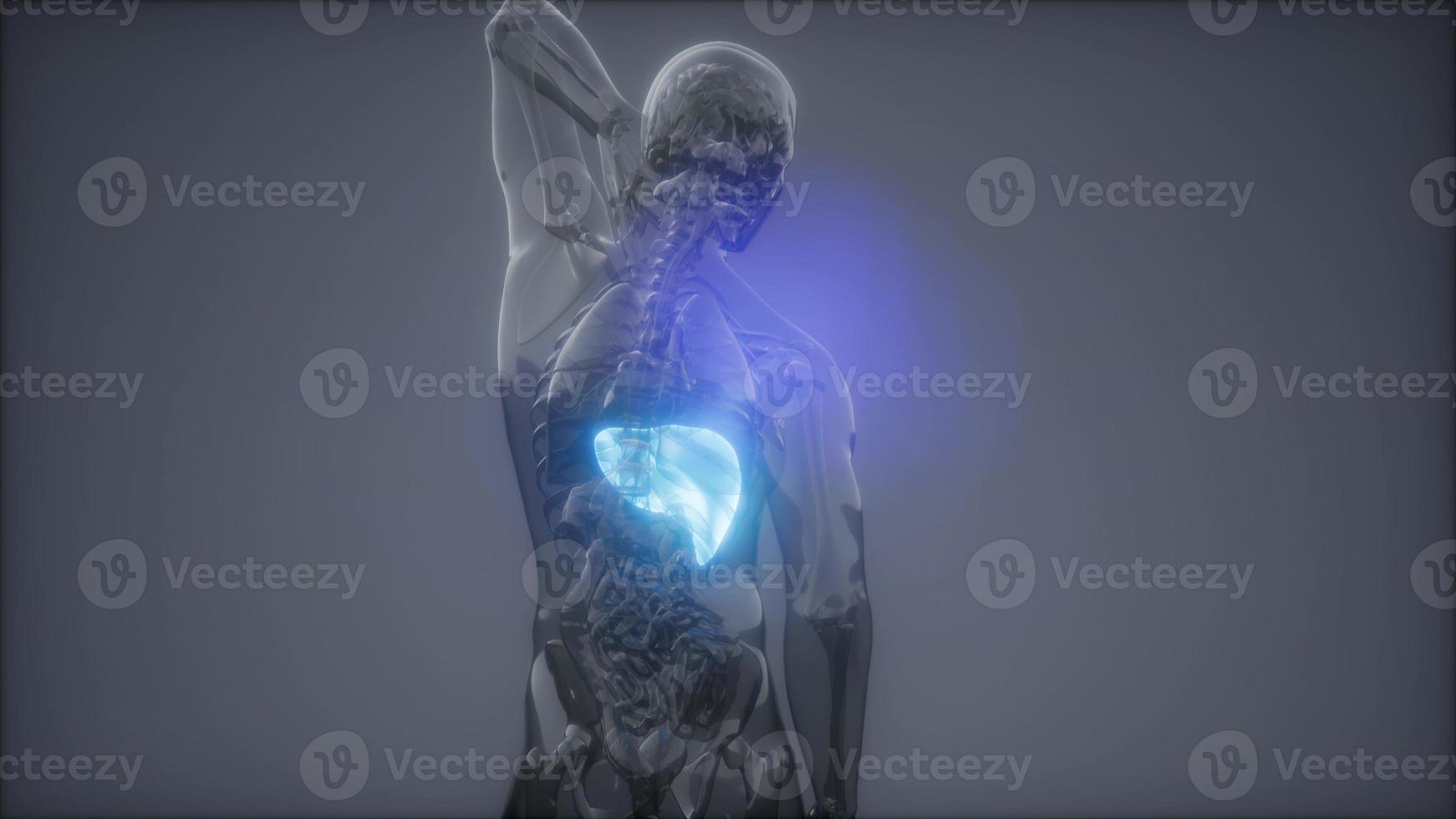examen de radiología del hígado humano foto