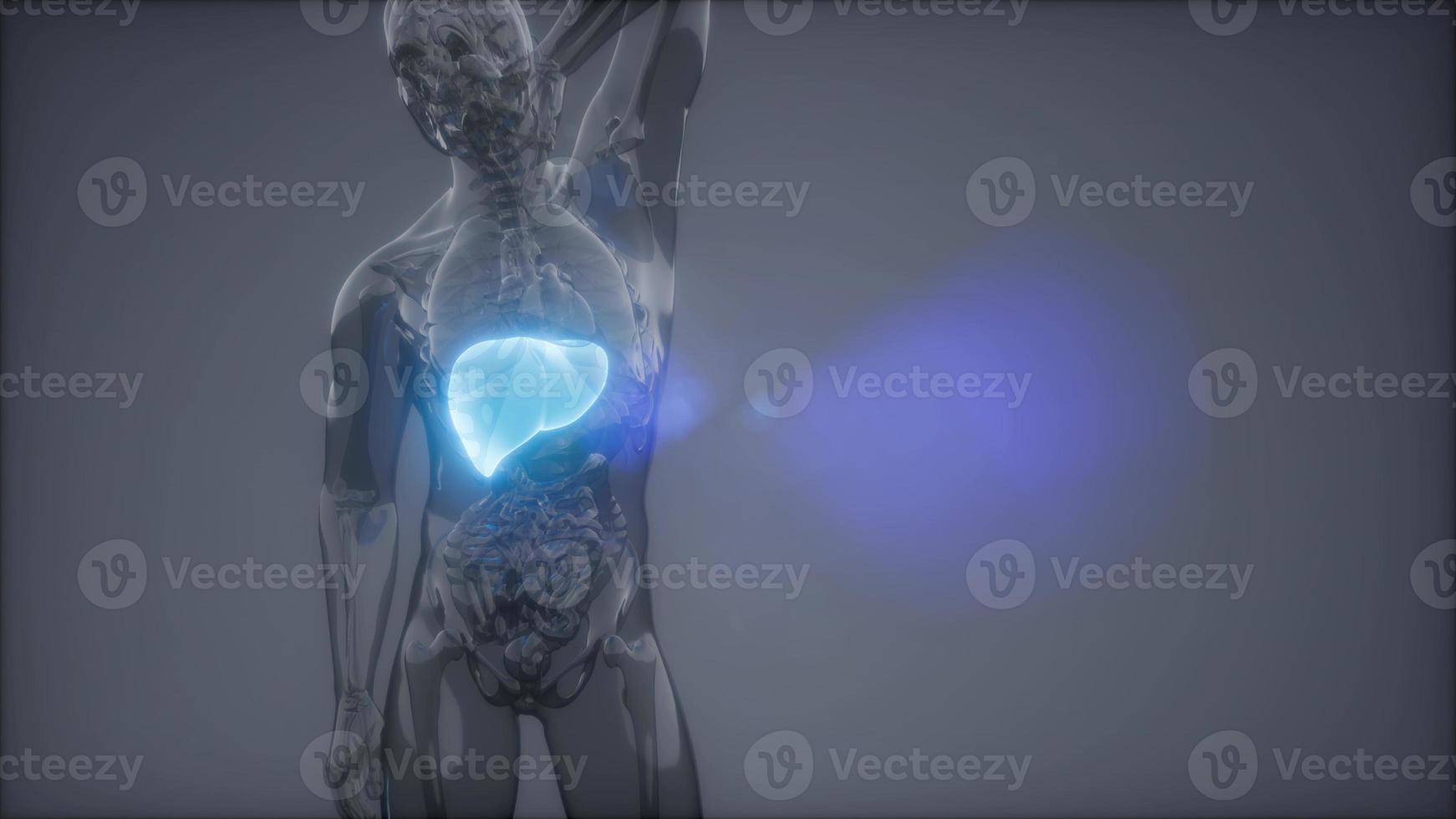 Human Liver Radiology Exam photo