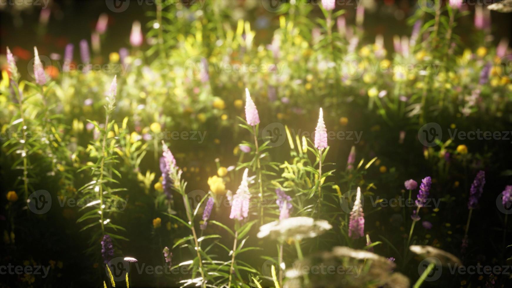 wild flowers in the field photo