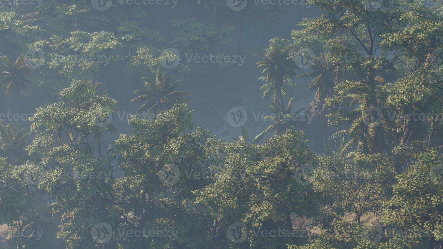 Fog covered jungle rainforest landscape photo