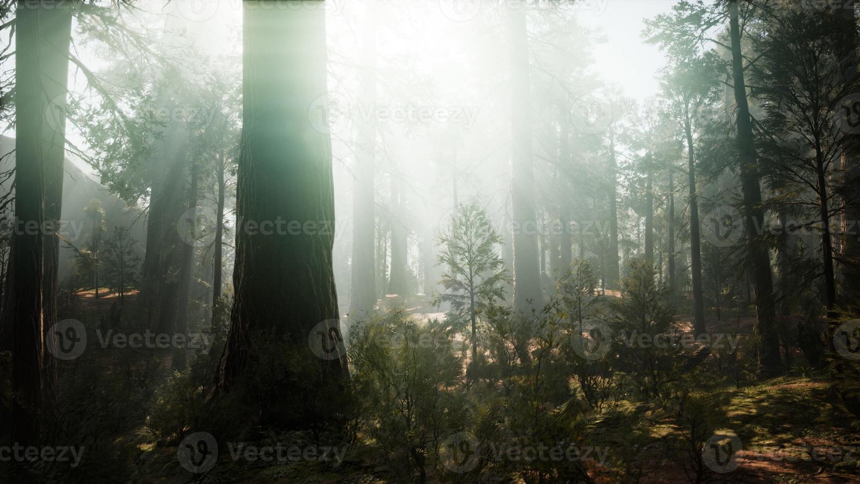 Sequoia National Park under the fog mist clouds photo