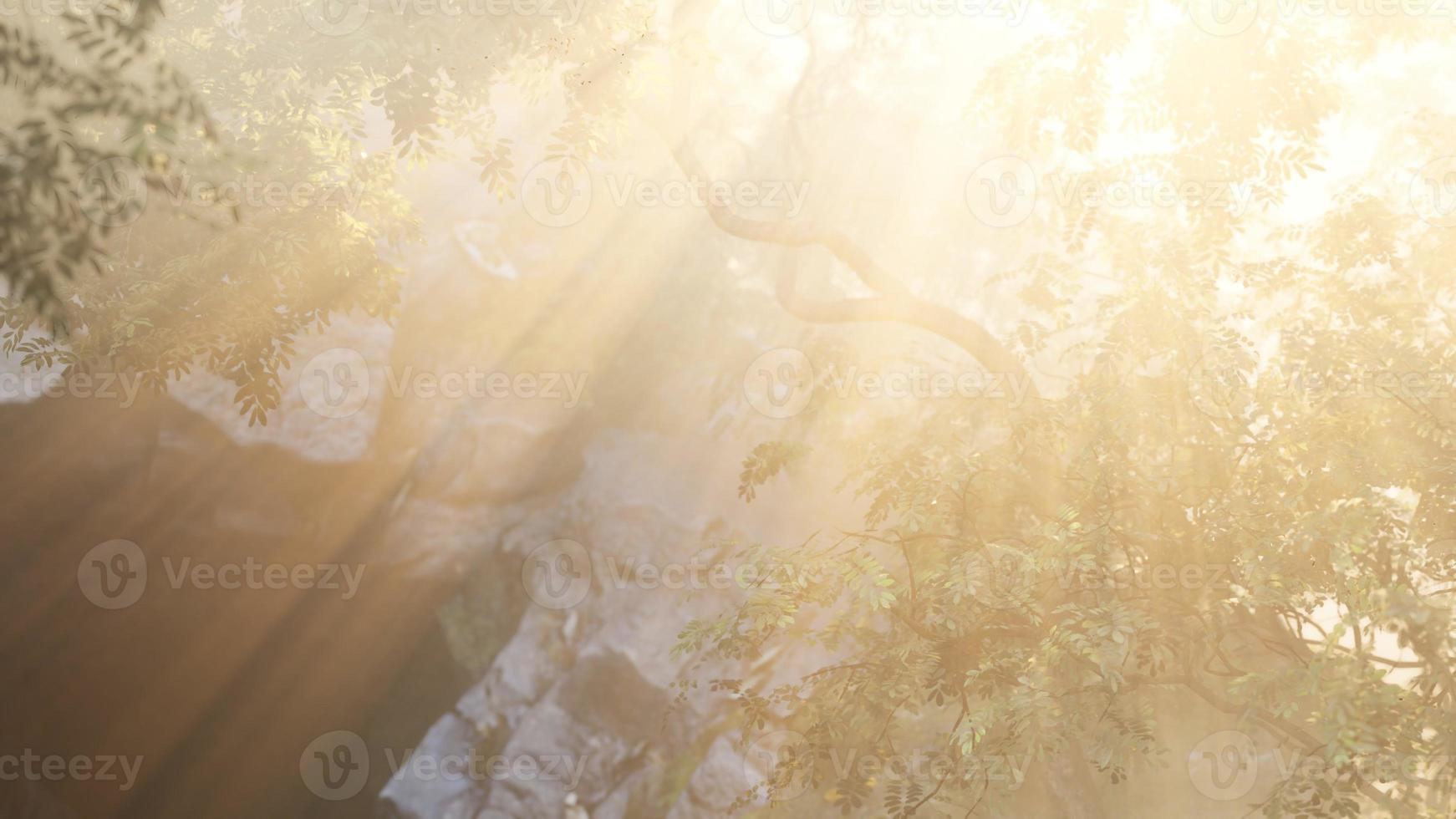 Foggy forest in early morning photo