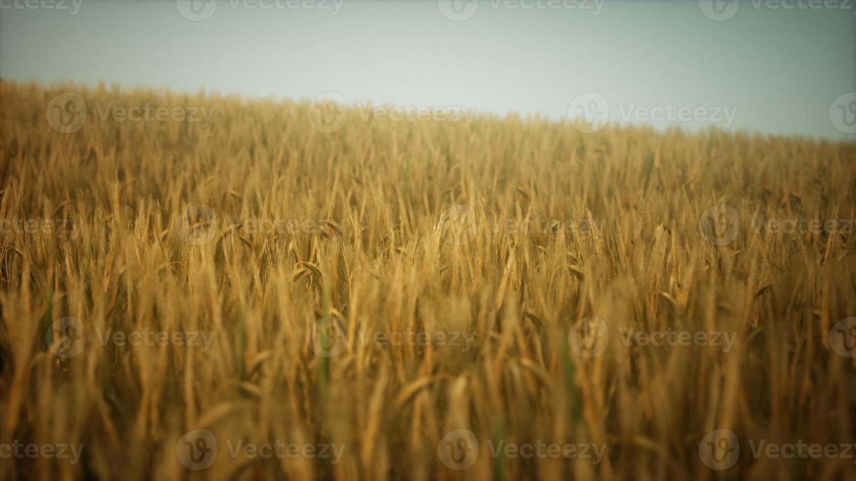 Dark stormy clouds over wheat field photo