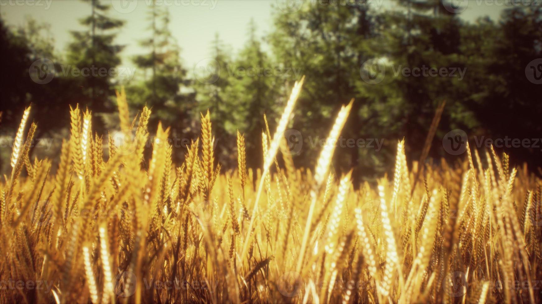 Scene of sunset or sunrise on the field with young rye or wheat in the summer photo